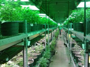 See Inside The Marijuana Facility Growing Some Of, 41% OFF